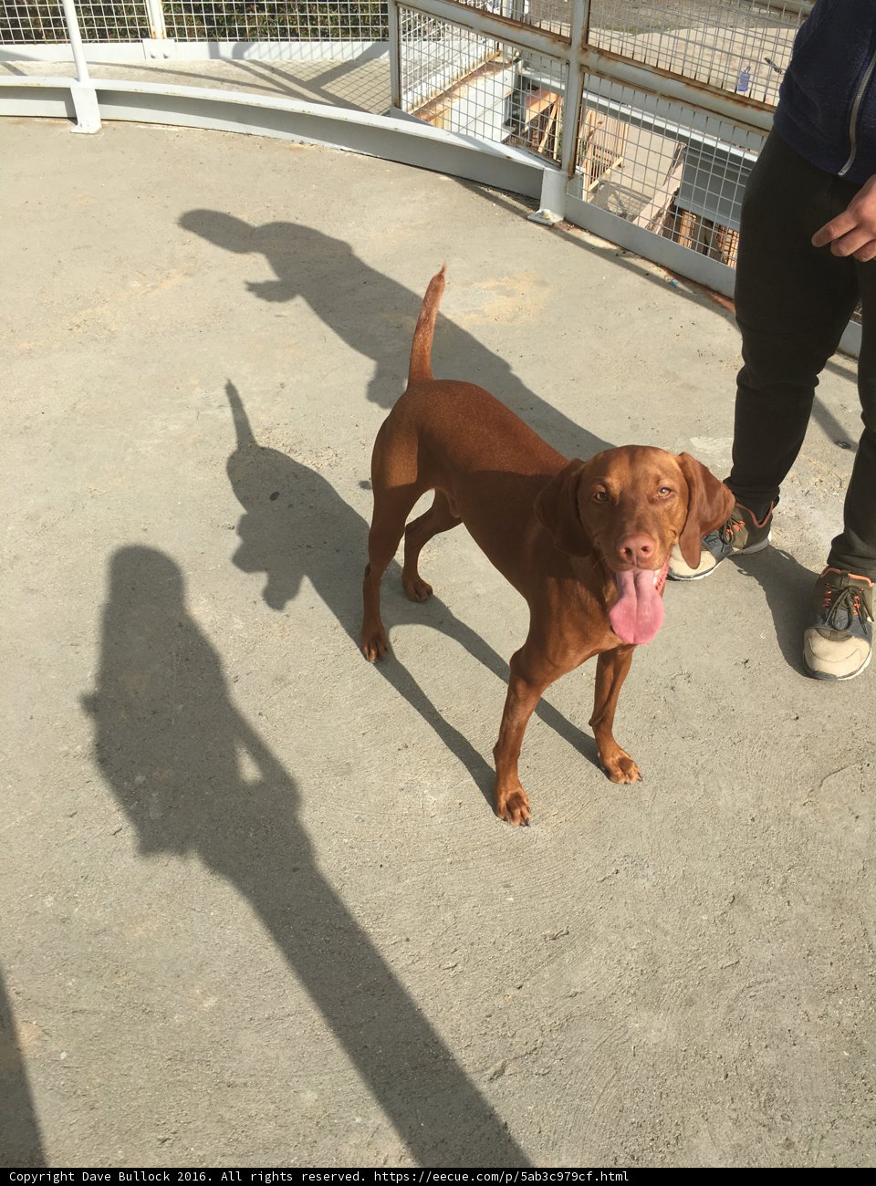 Happy Vizsla