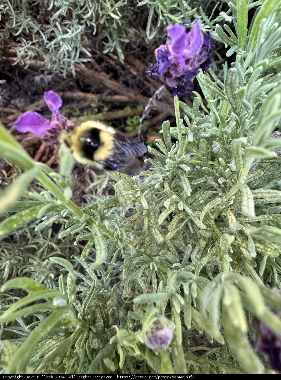 Buzzing Through the Lavender