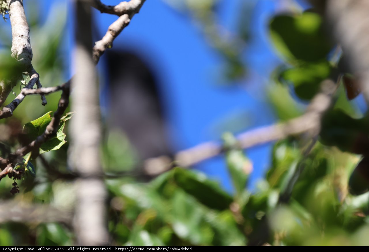 Hidden Among the Leaves