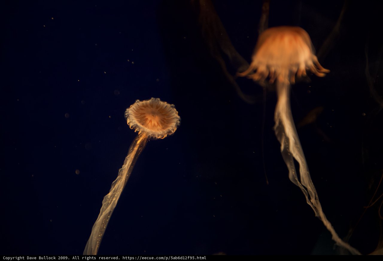 Graceful Jellyfish in the Underwater World