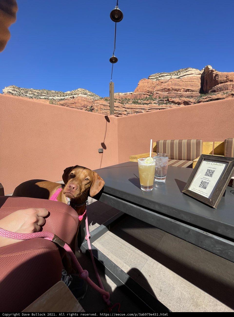 Table Dog with a Drink