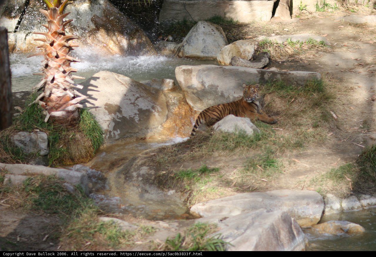 Majestic Tiger Beside the Waterfall
