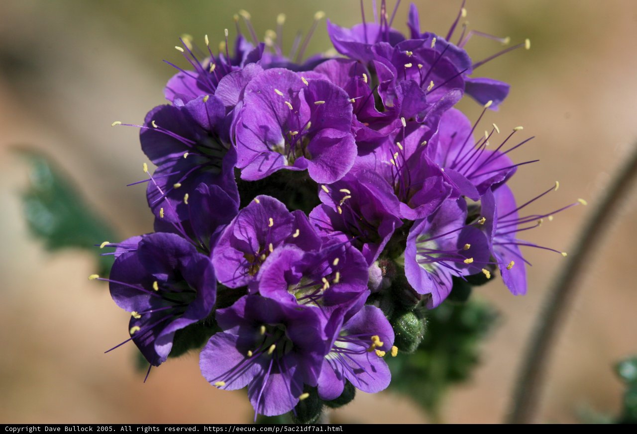 Purple Geraniums in a Field of Green