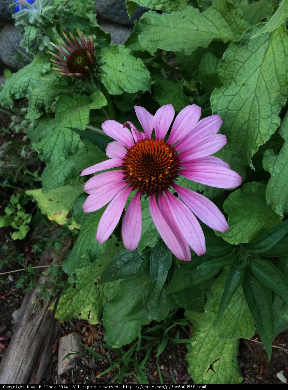 Pink Daisy in the Garden