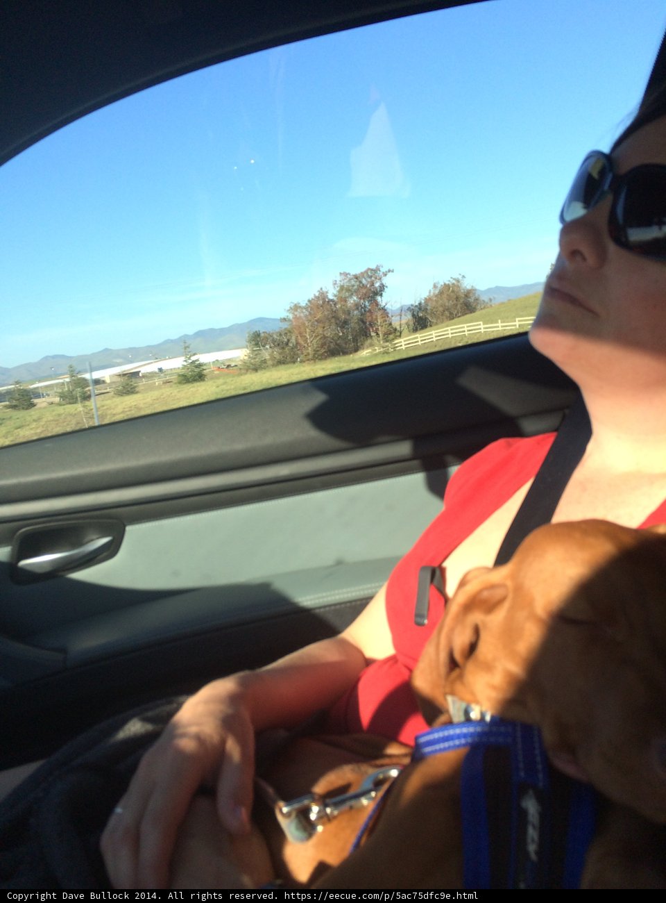 Cruising with my furry companion