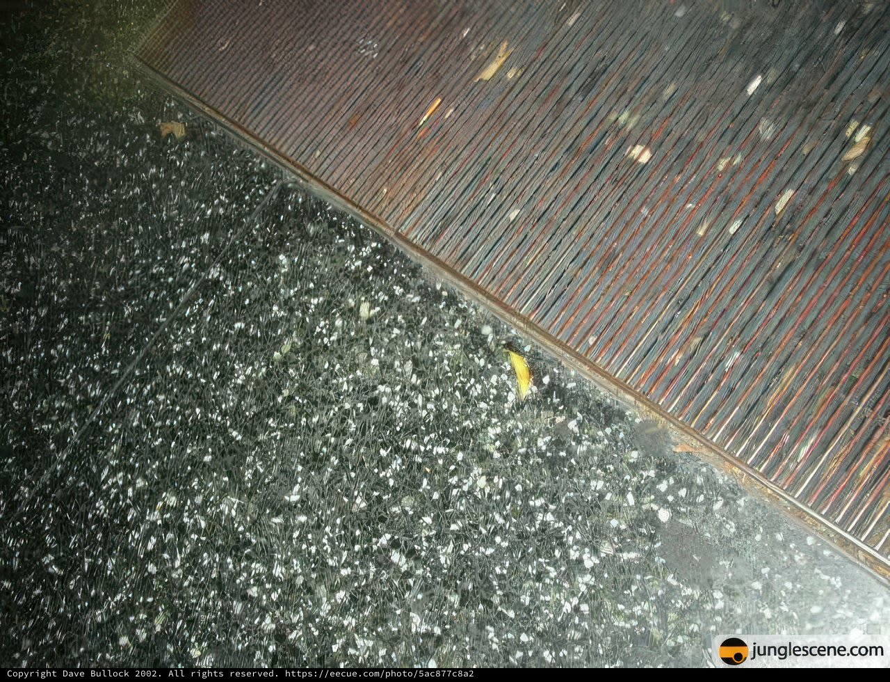 Feathered Friend at the Bridge
