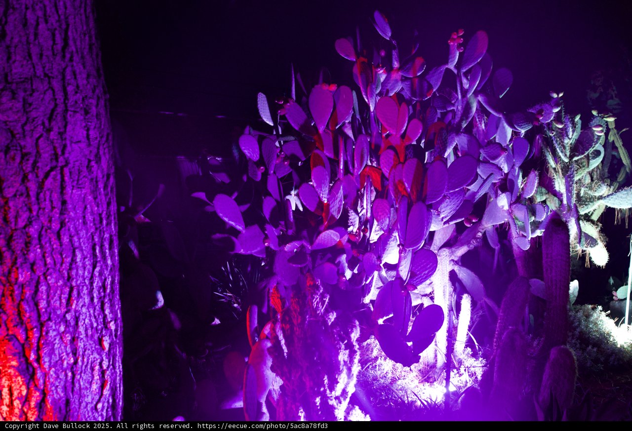 Enchanted Flora Under Purple Lights