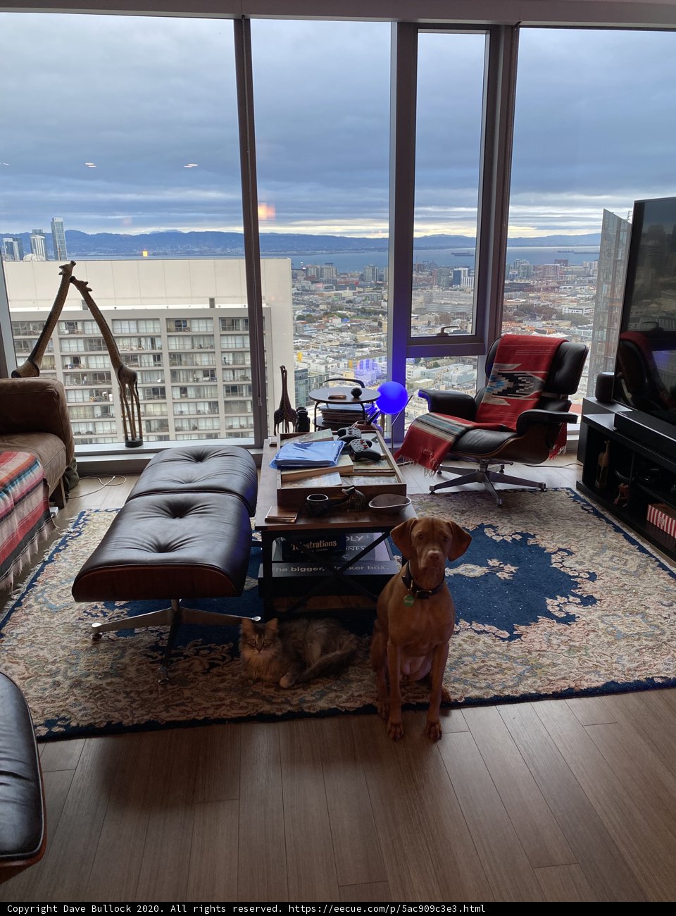 Cozy Living Room with Furry Companion
