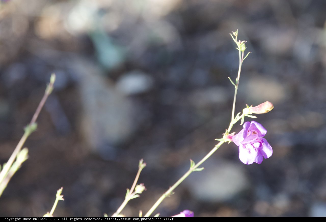 Lone Purple Wildflower Blooms on Rocky Hillside