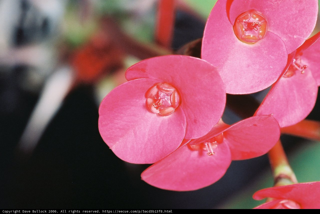 Geranium Petals with Dew Drops