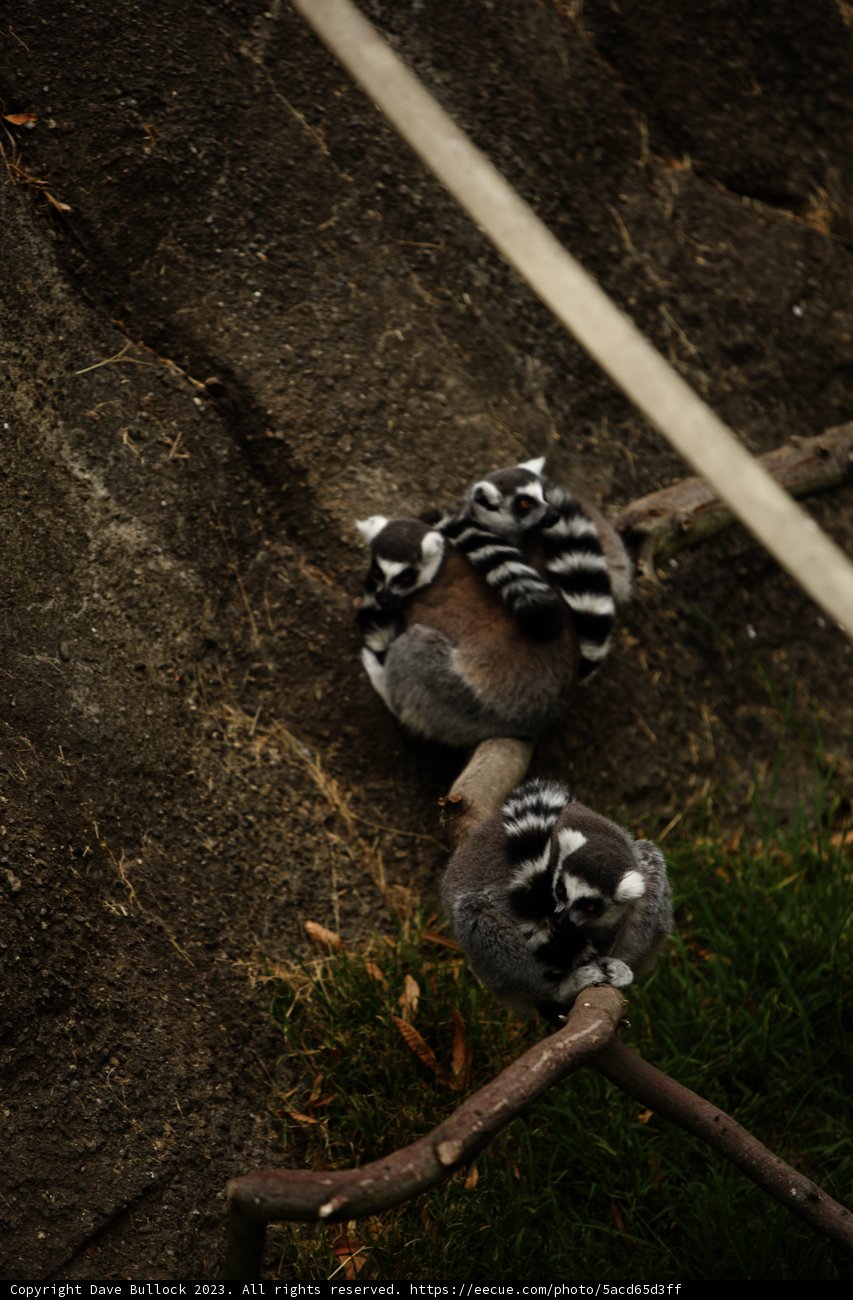 Lemur Gathering, Oakland Zoo 2023