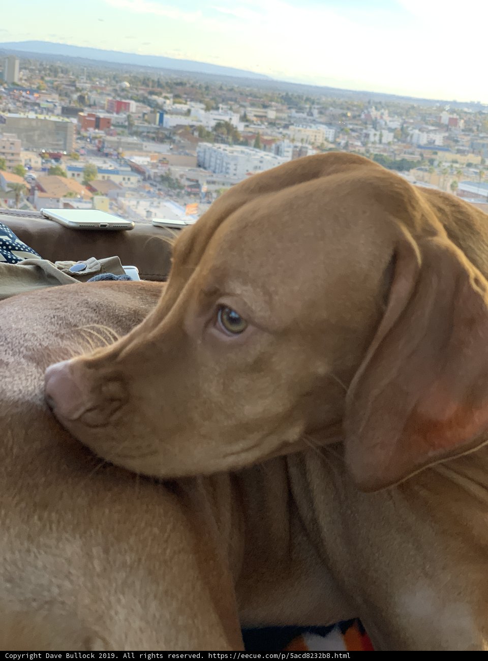 City Pup Lounge