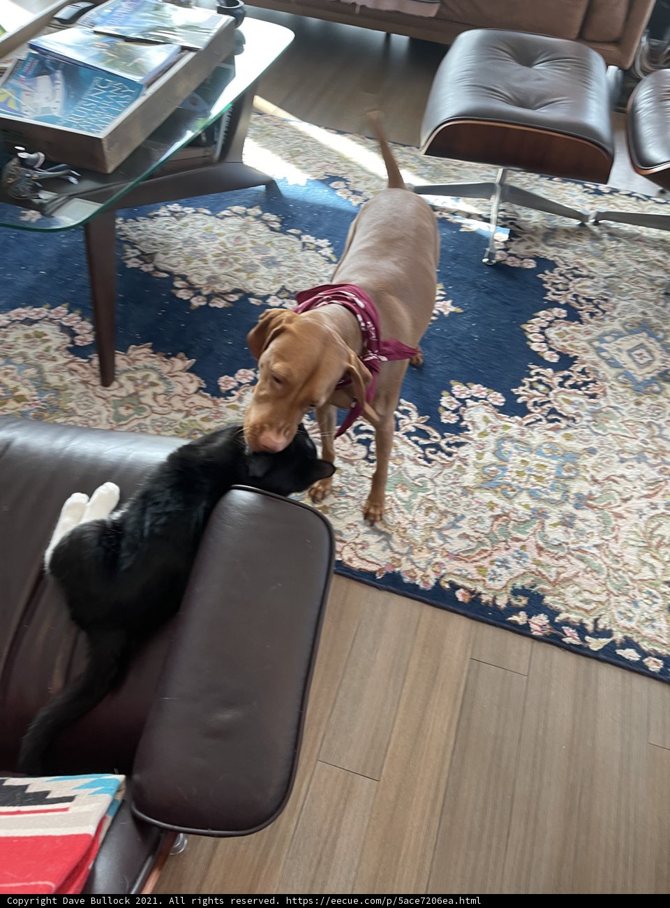 Furry Friends at Play in a Cozy Living Room