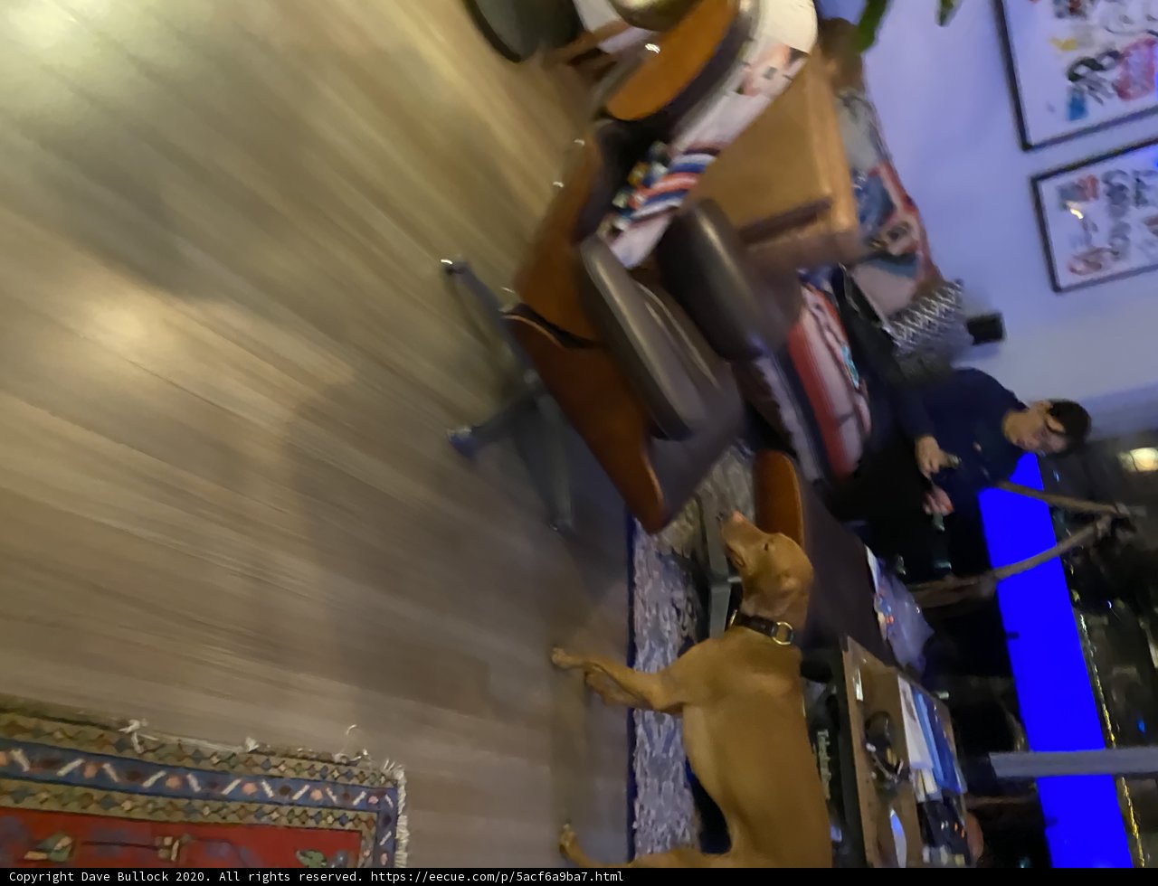 Furry Housemate Takes Center Stage