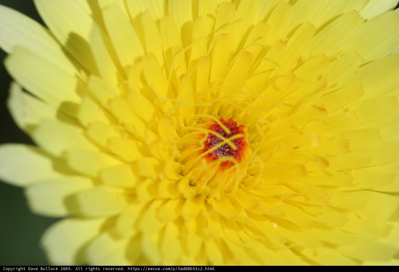 Yellow Chrysanthemum with Red Center