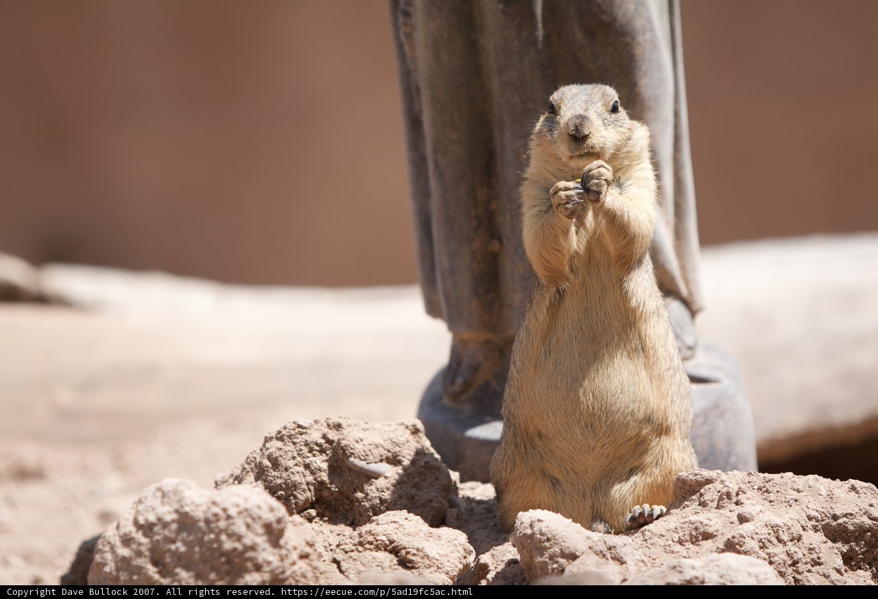 Standing Prairie Dog