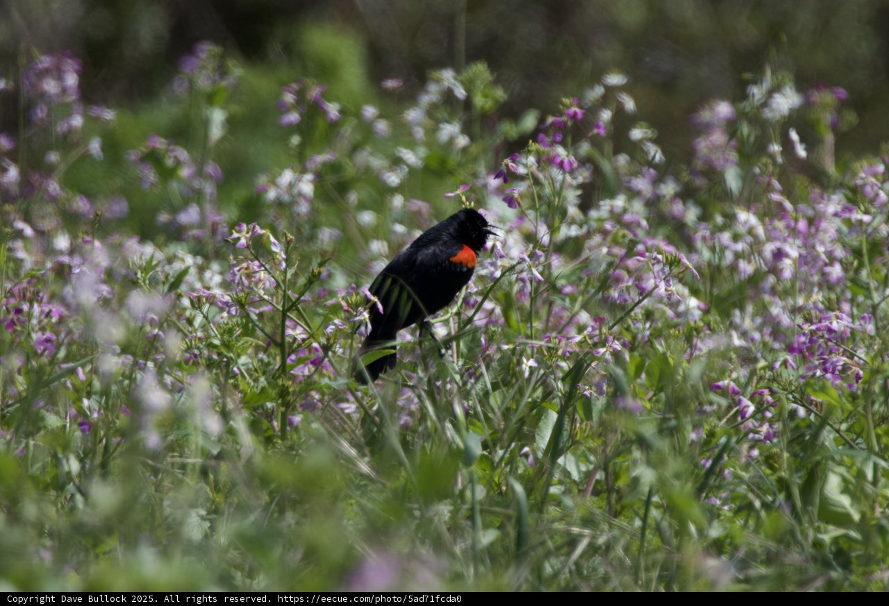 A Vibrant Encounter in Nature