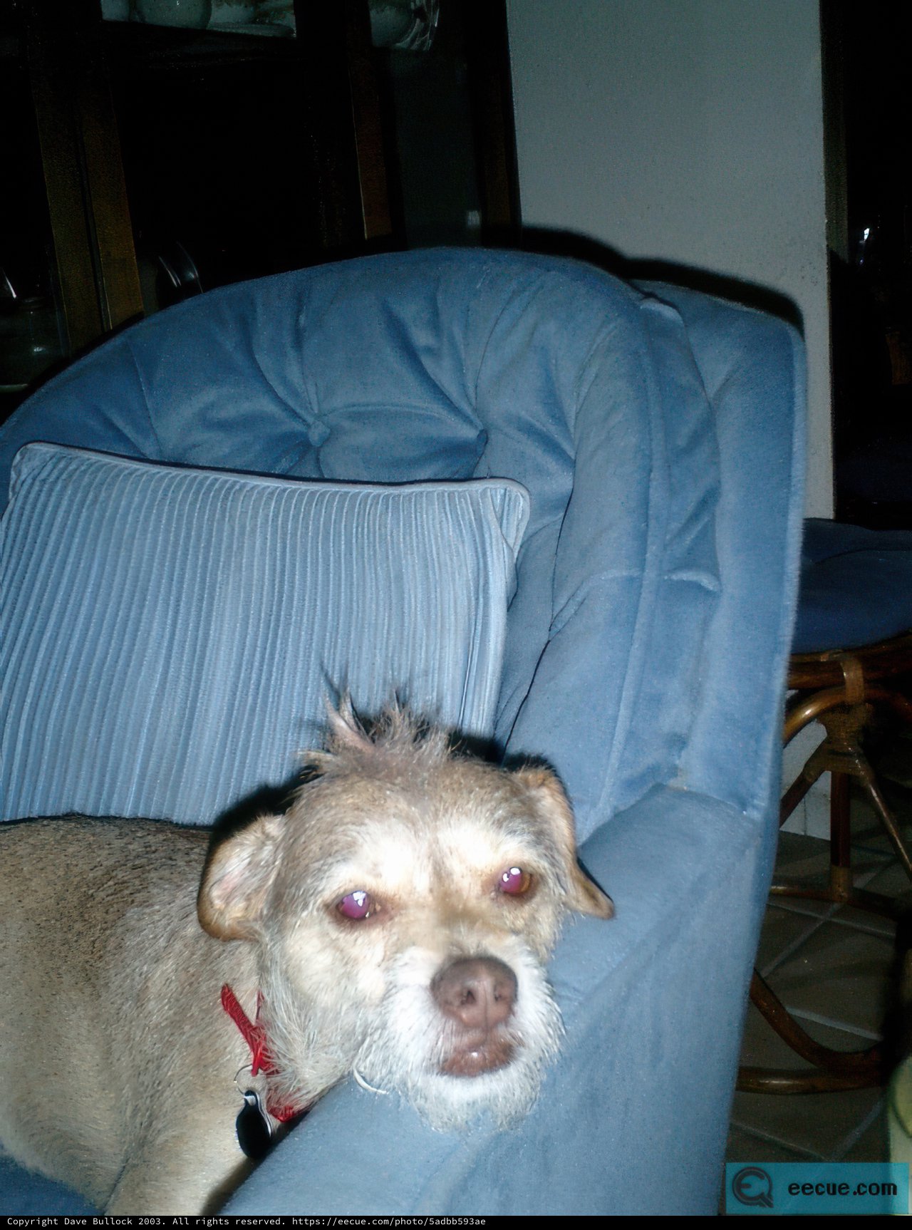 The Pup Takes a Seat