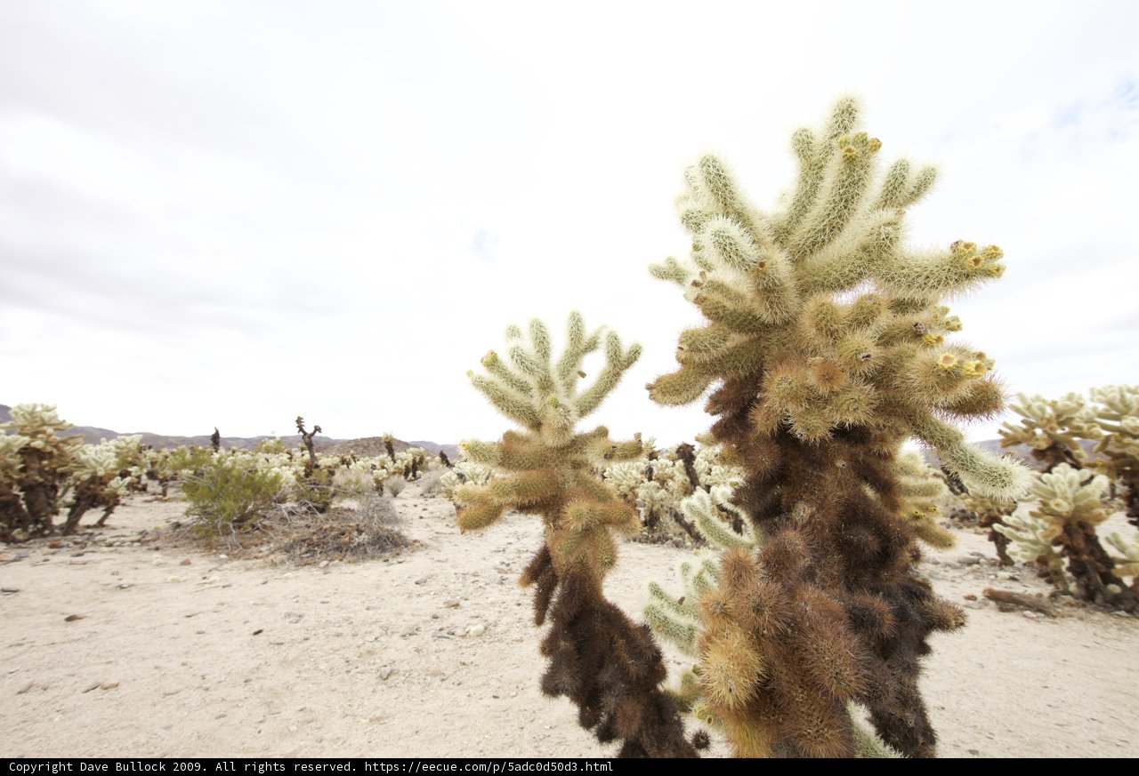 The Hardy Joshua Tree