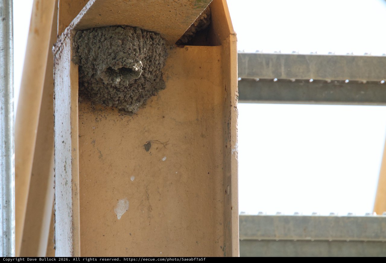 Barn Swallow Nest in Artificial Shelter Box