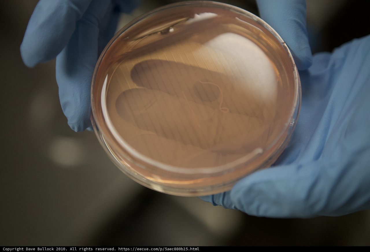 Examining the Brown Liquid