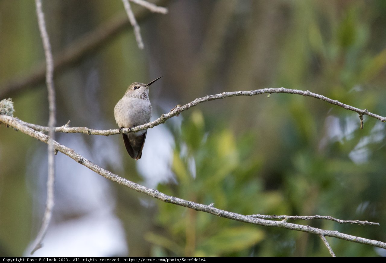 Hummingbird Pause in Fort Mason Woods, 2023