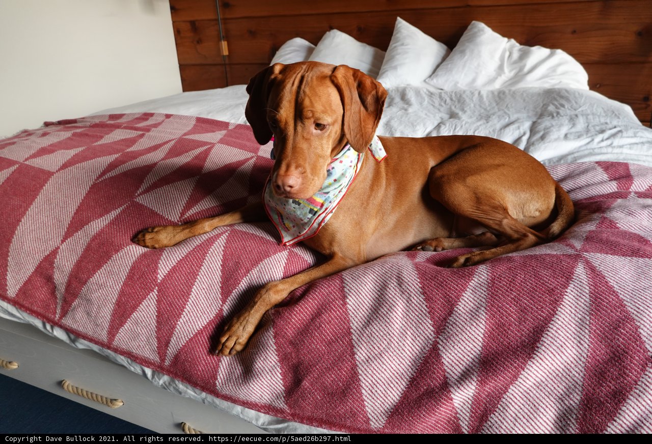 A Cozy Companion