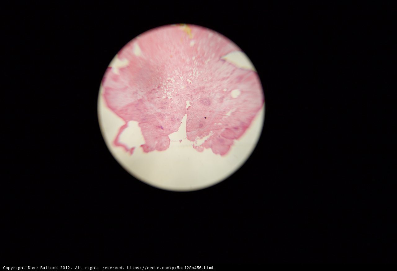 Pink and White Sphere in Black Space