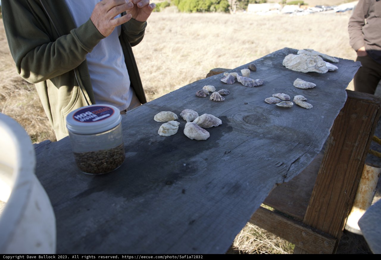 Seashell Collector at the Hog Island Oyster Co.