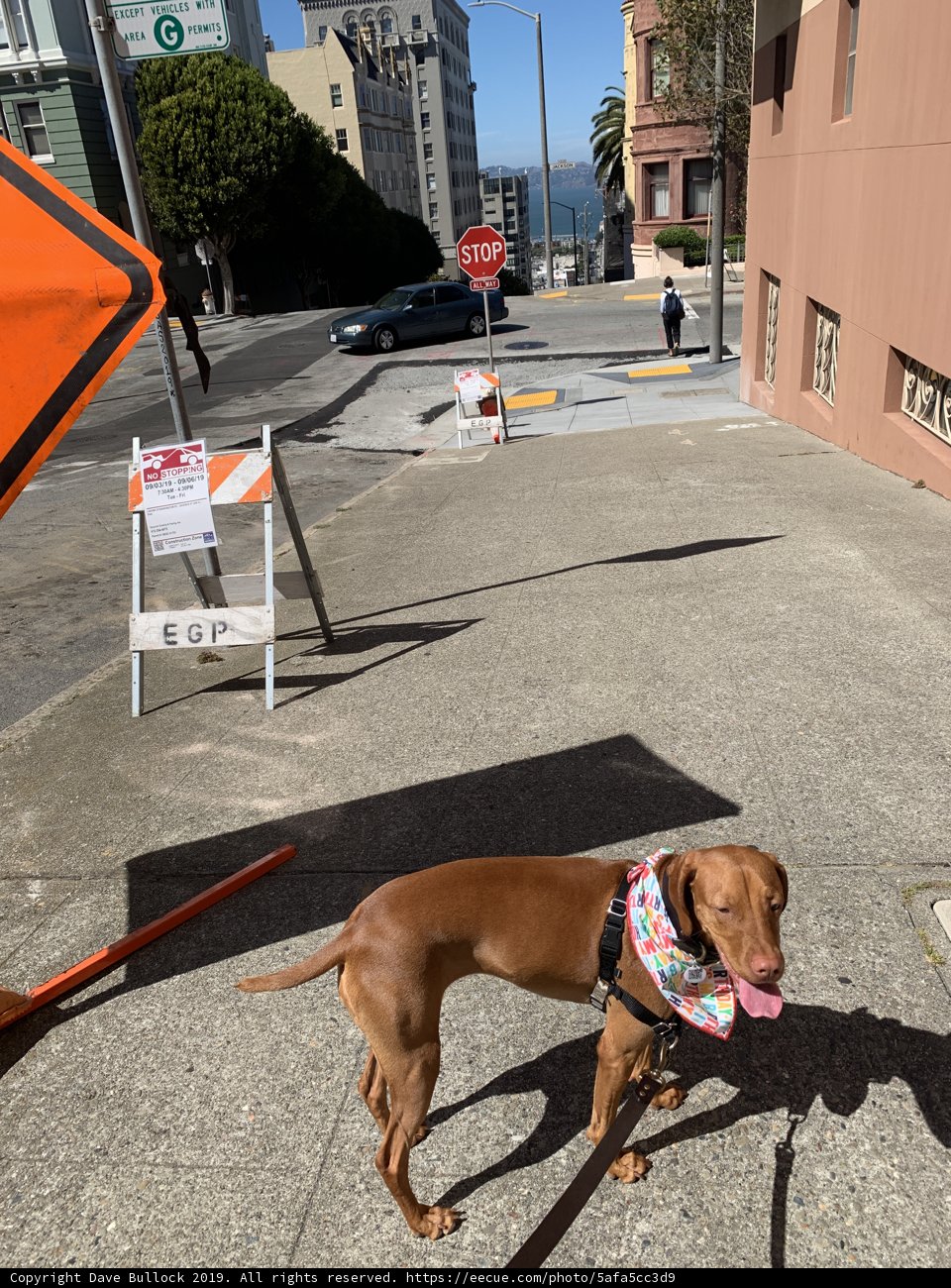 City Pup on a Stroll