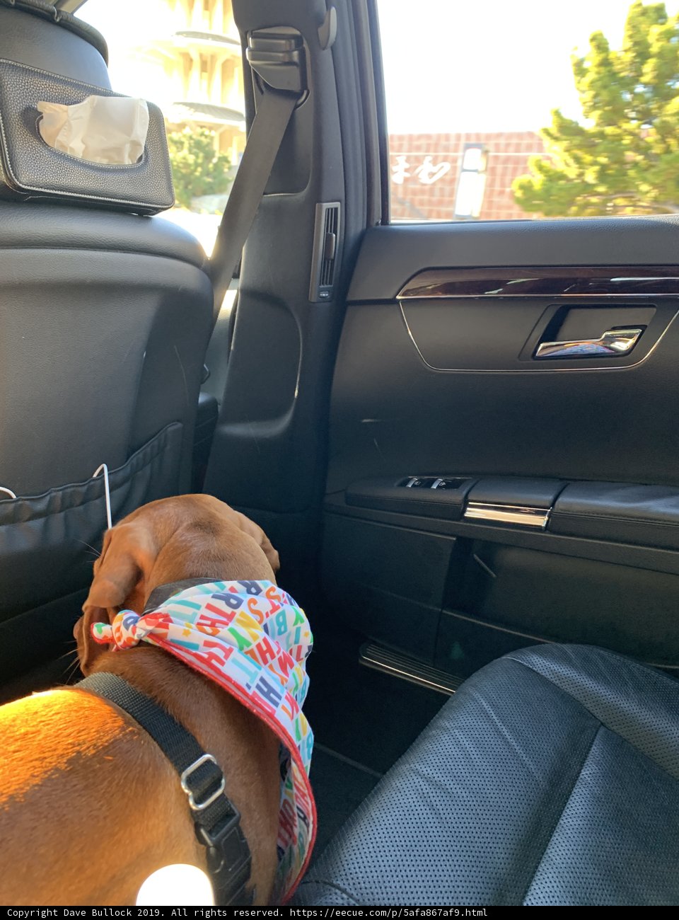 Back-seat Pooch