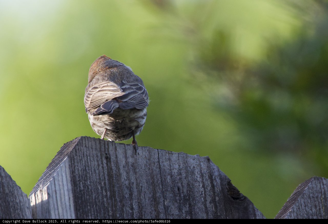 Perched Perspectives