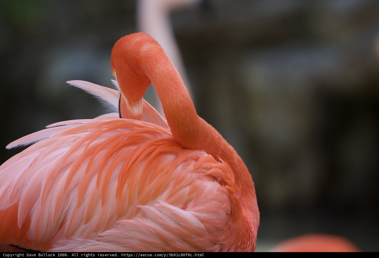 Pink Flamingo Strikes a Pose