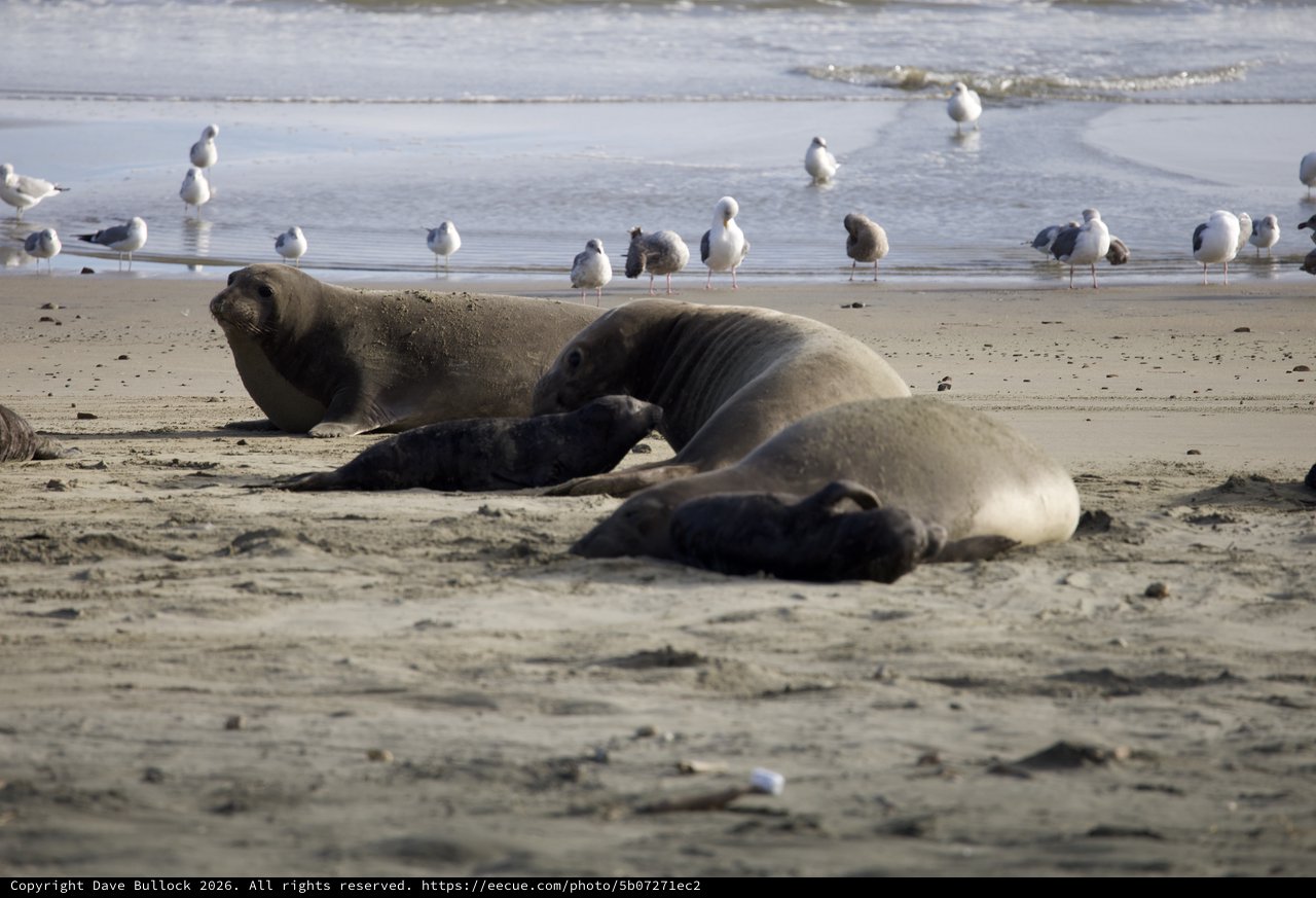 Elephant Seal Family Resting on Drakes Beach