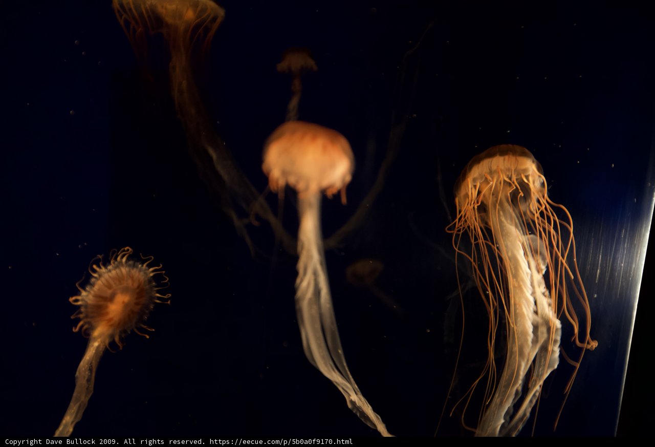 Gliding Sea Life
