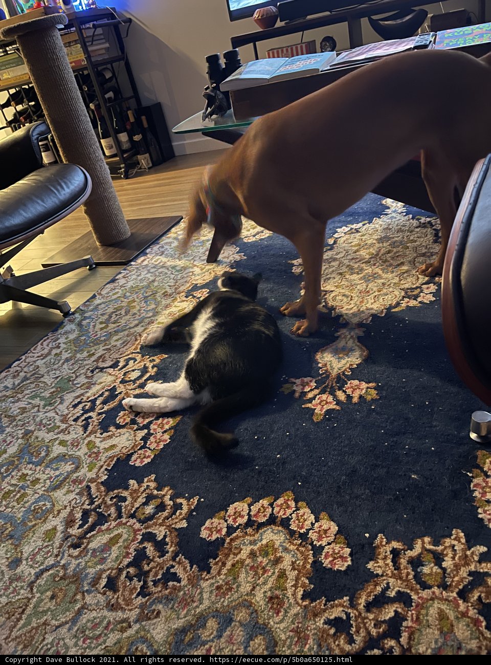 Furry Friends Coexisting on a Cozy Rug