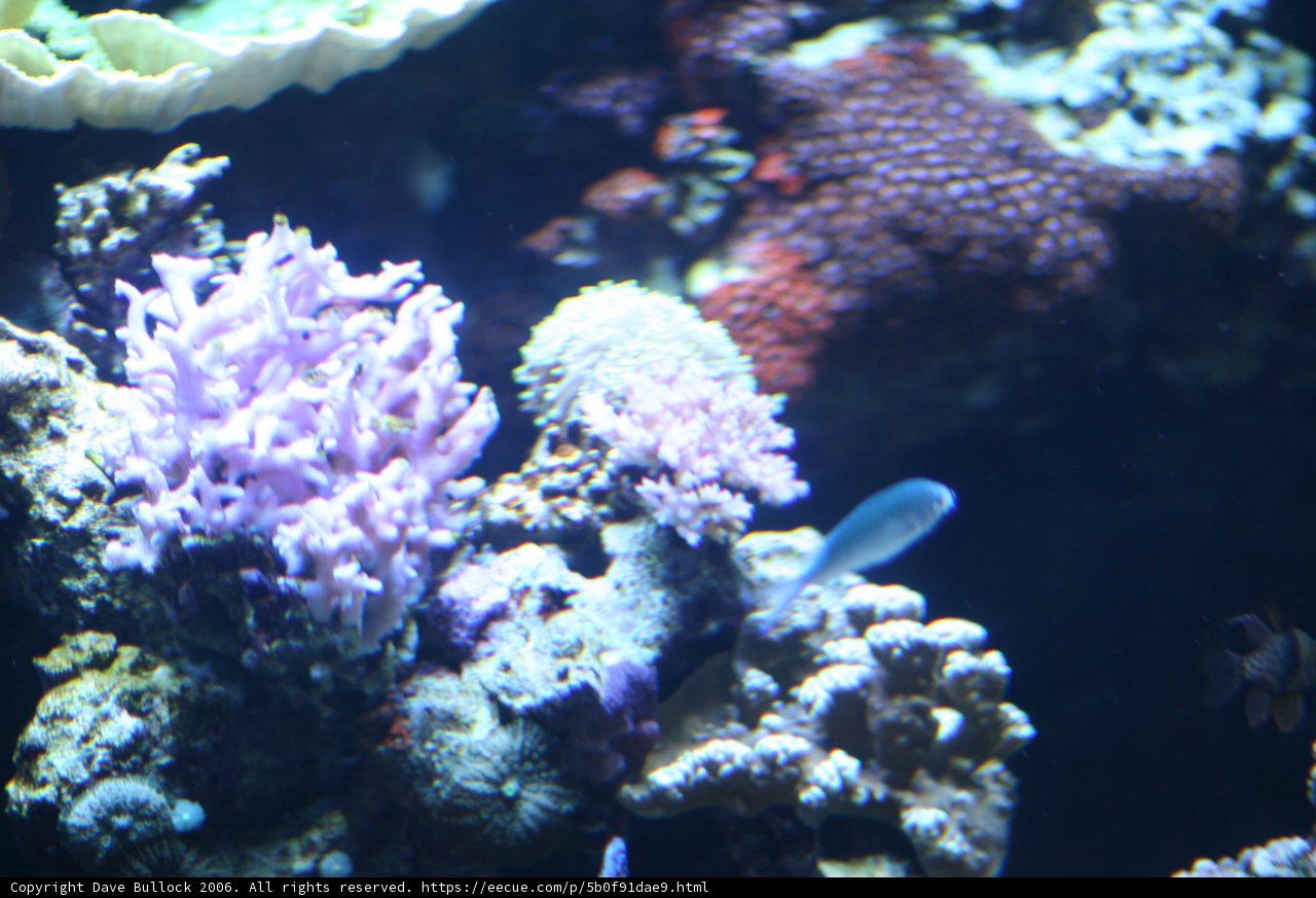 A Colorful World Underwater