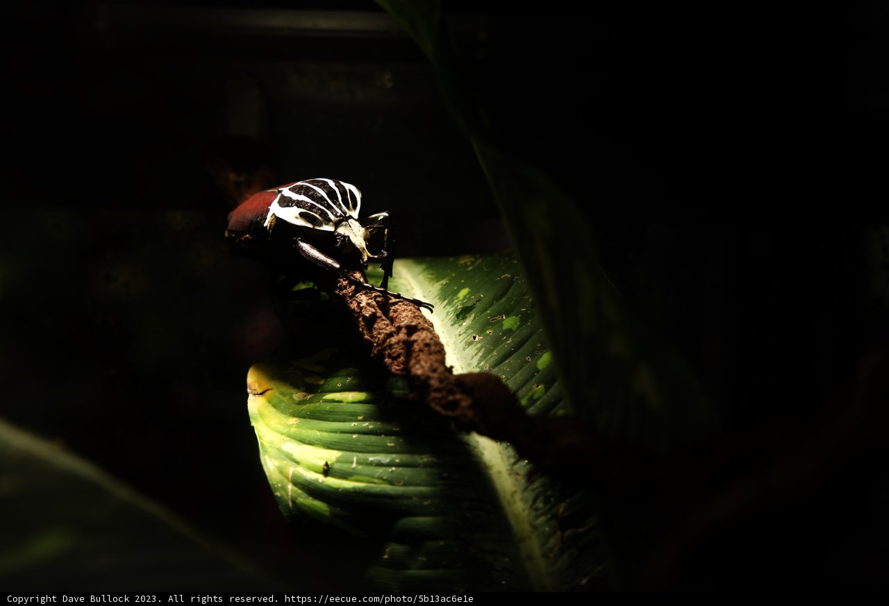 Intricate Inhabitant of the California Academy of Sciences