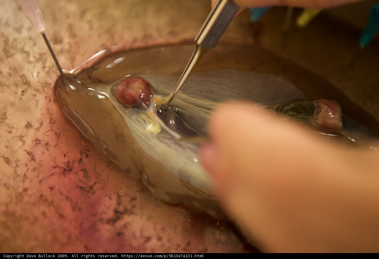 Cutting into Deliciousness