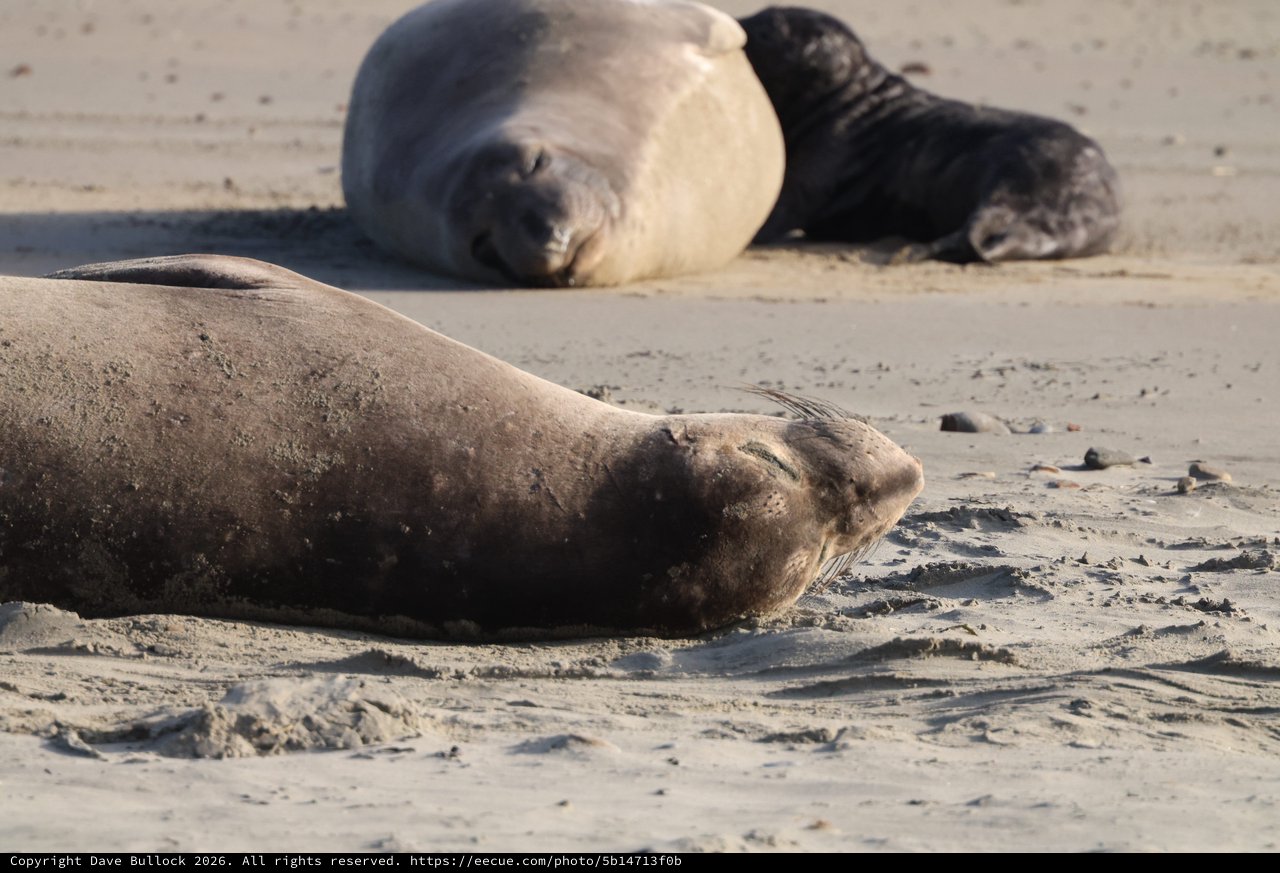 Elephant Seals Resting on Sandy Beach at Drakes Beach