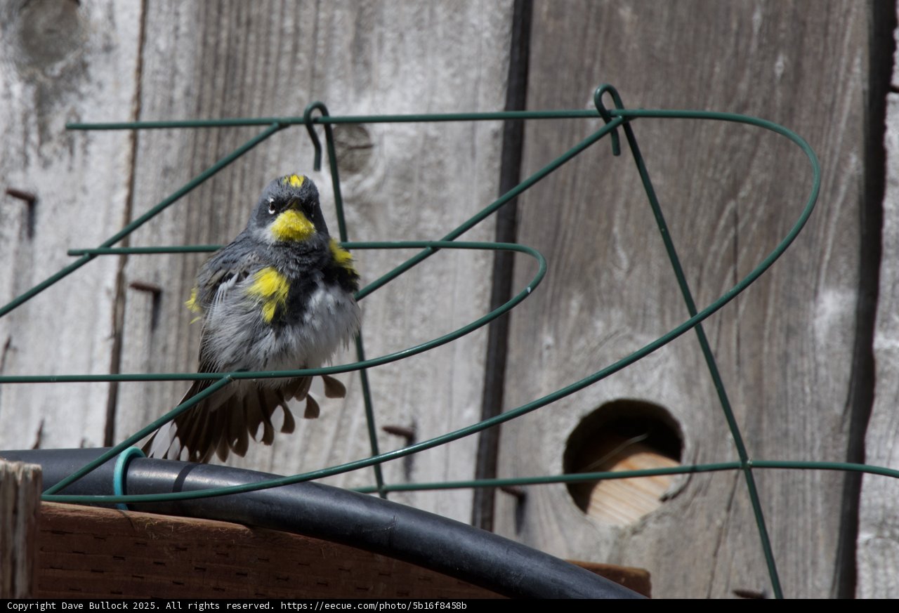 Curious Finch on a Rustic Perch