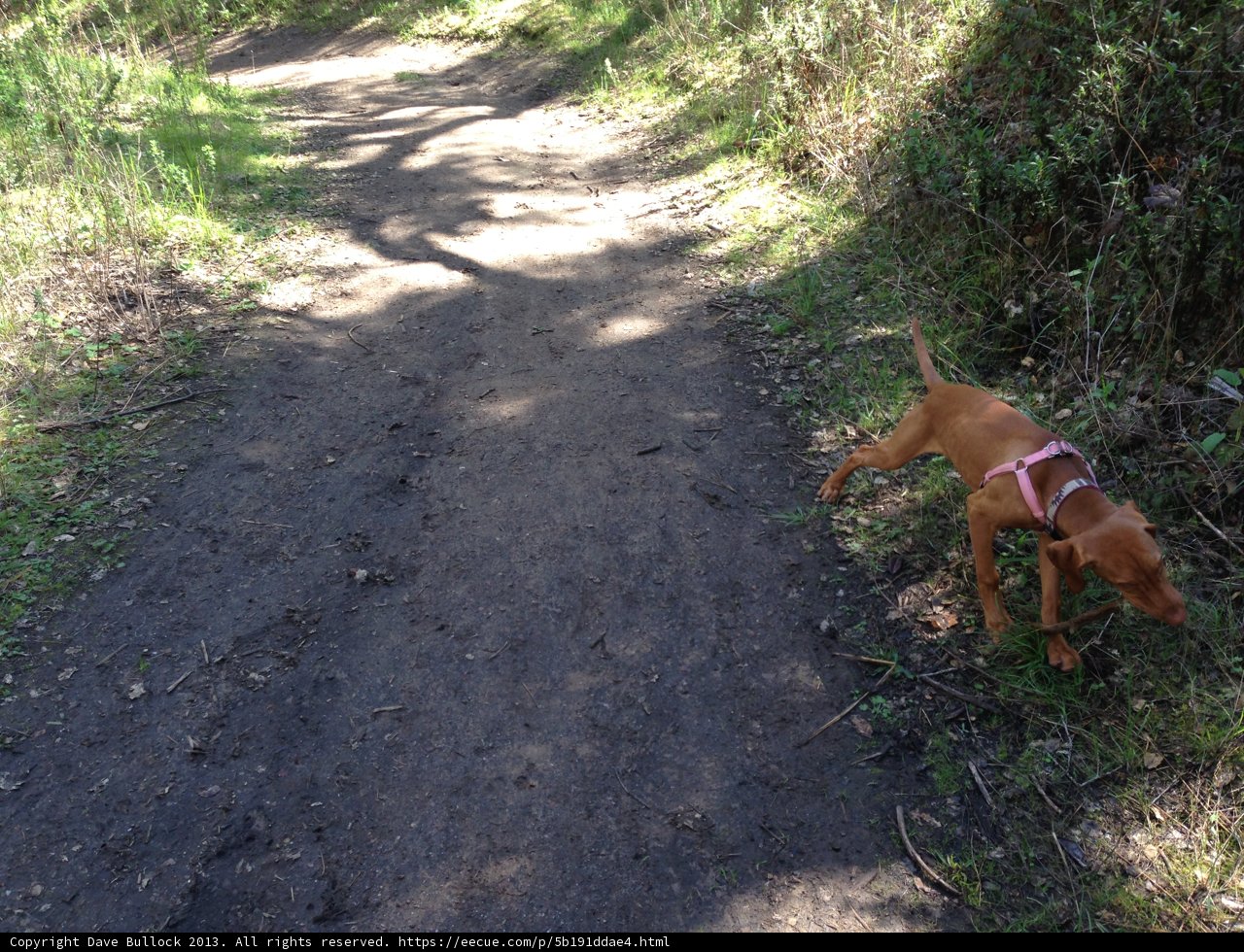 A Furry Hound strolling on a Scenic Trail