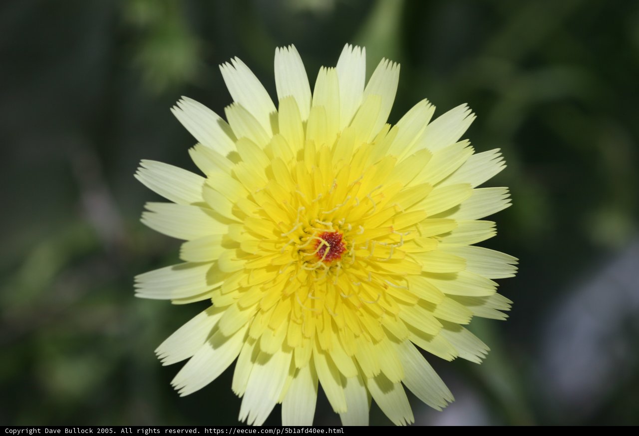 Sunshine in a Flower