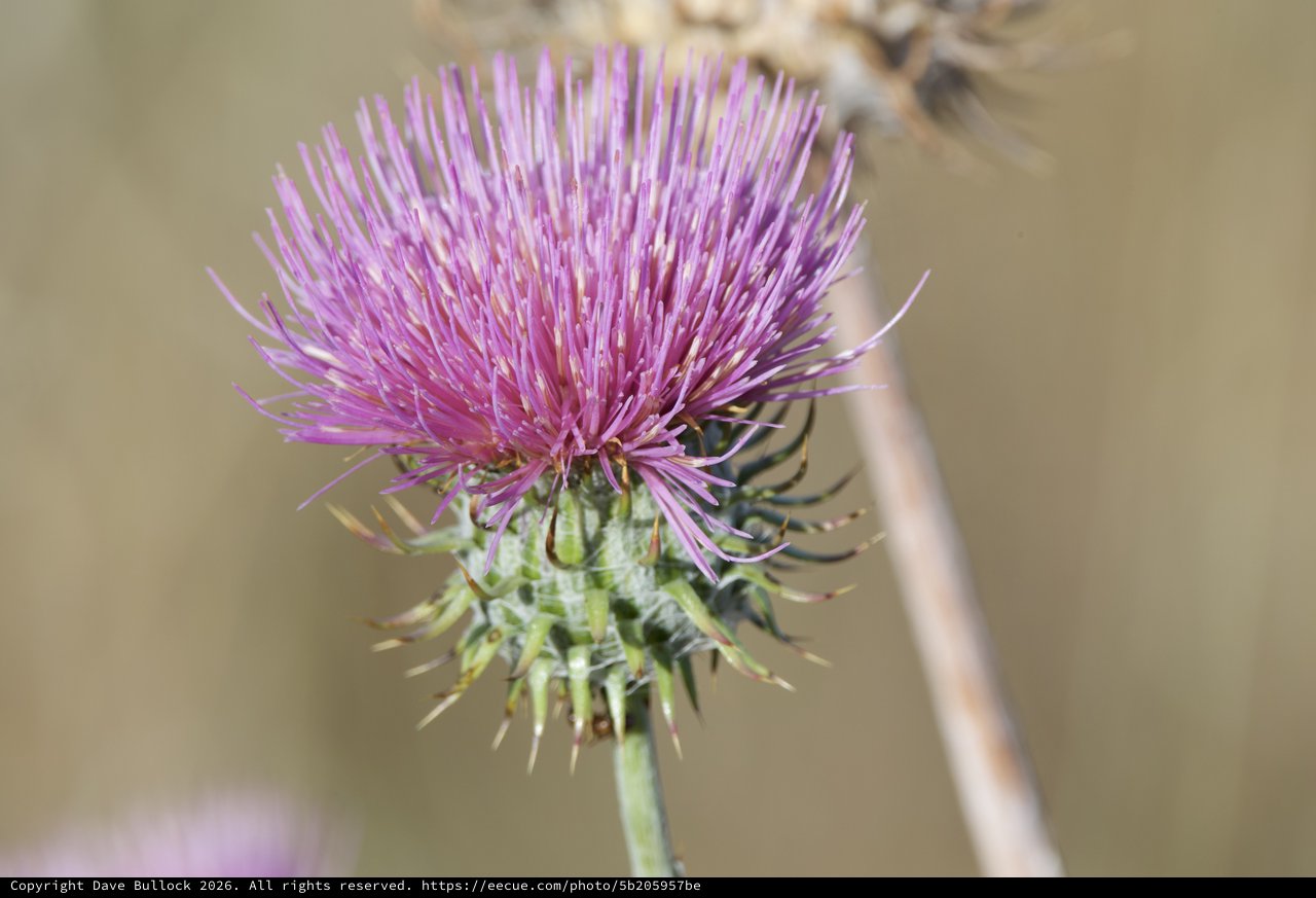 Purple Thistle Bloom in Golden California Sunlight