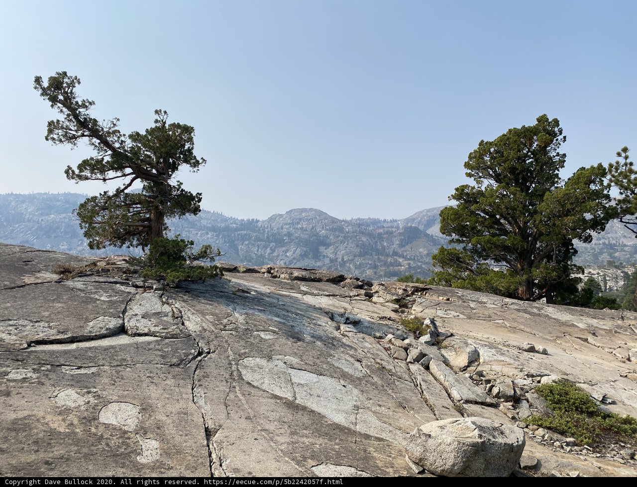 Lone Tree on Rocky Hillside