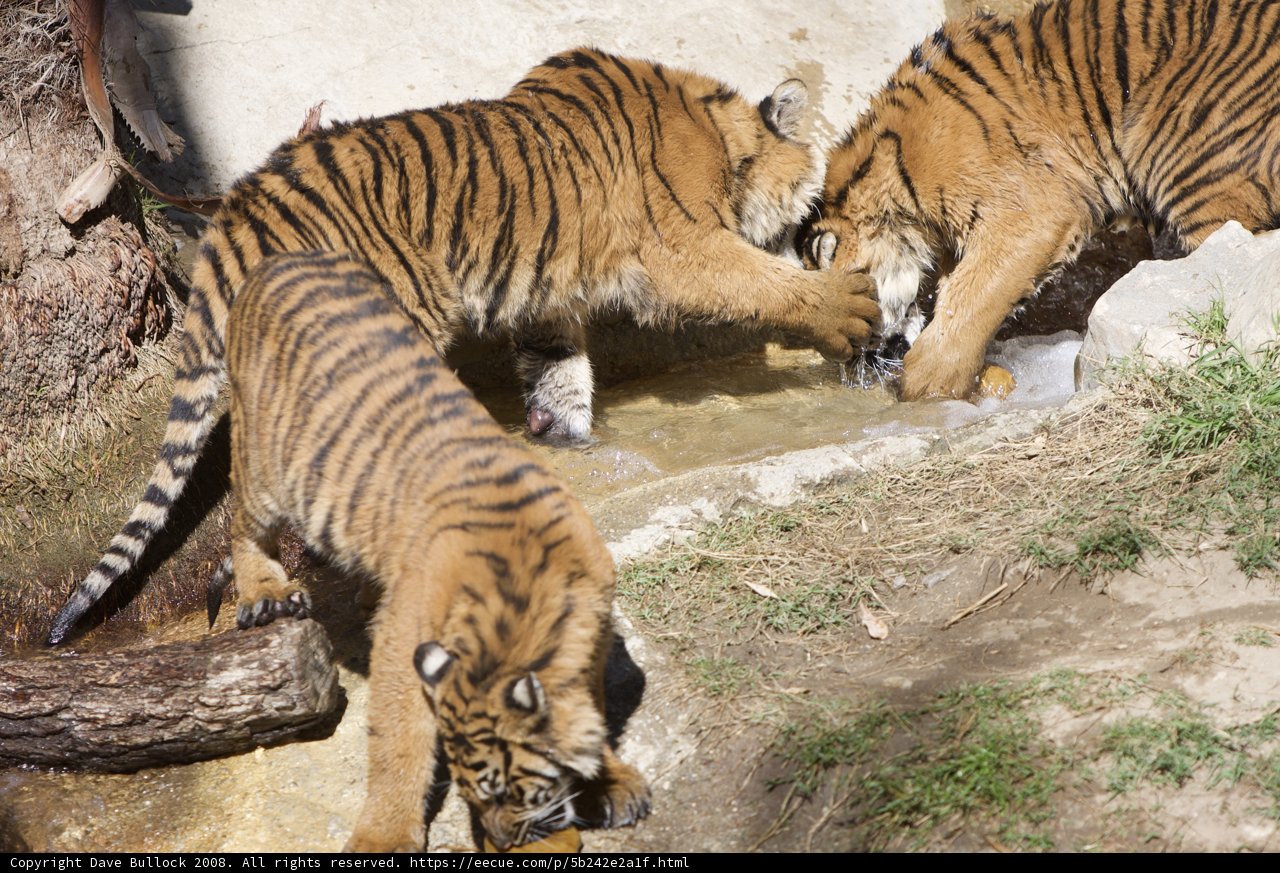 Three Wild Tigers Quenching Their Thirst