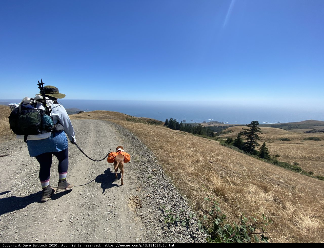 Adventure with My Canine Companion