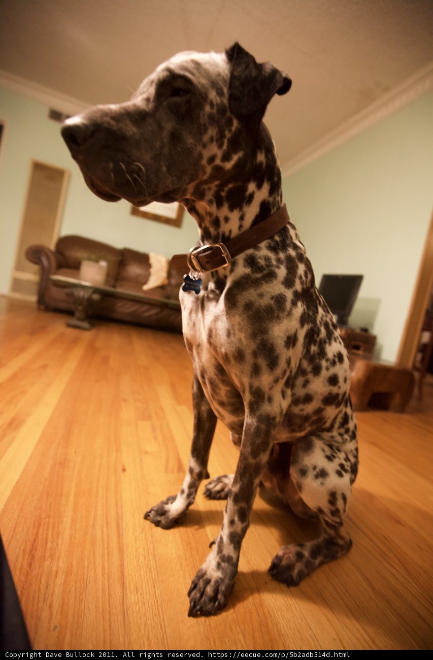 Canine Comfort on Hardwood