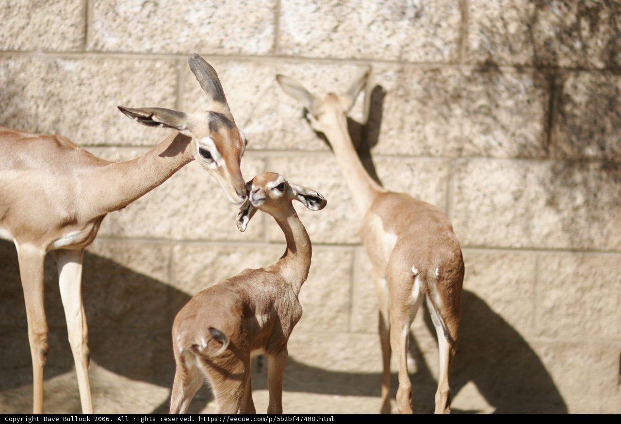 Sweet Encounter with Three Antelopes