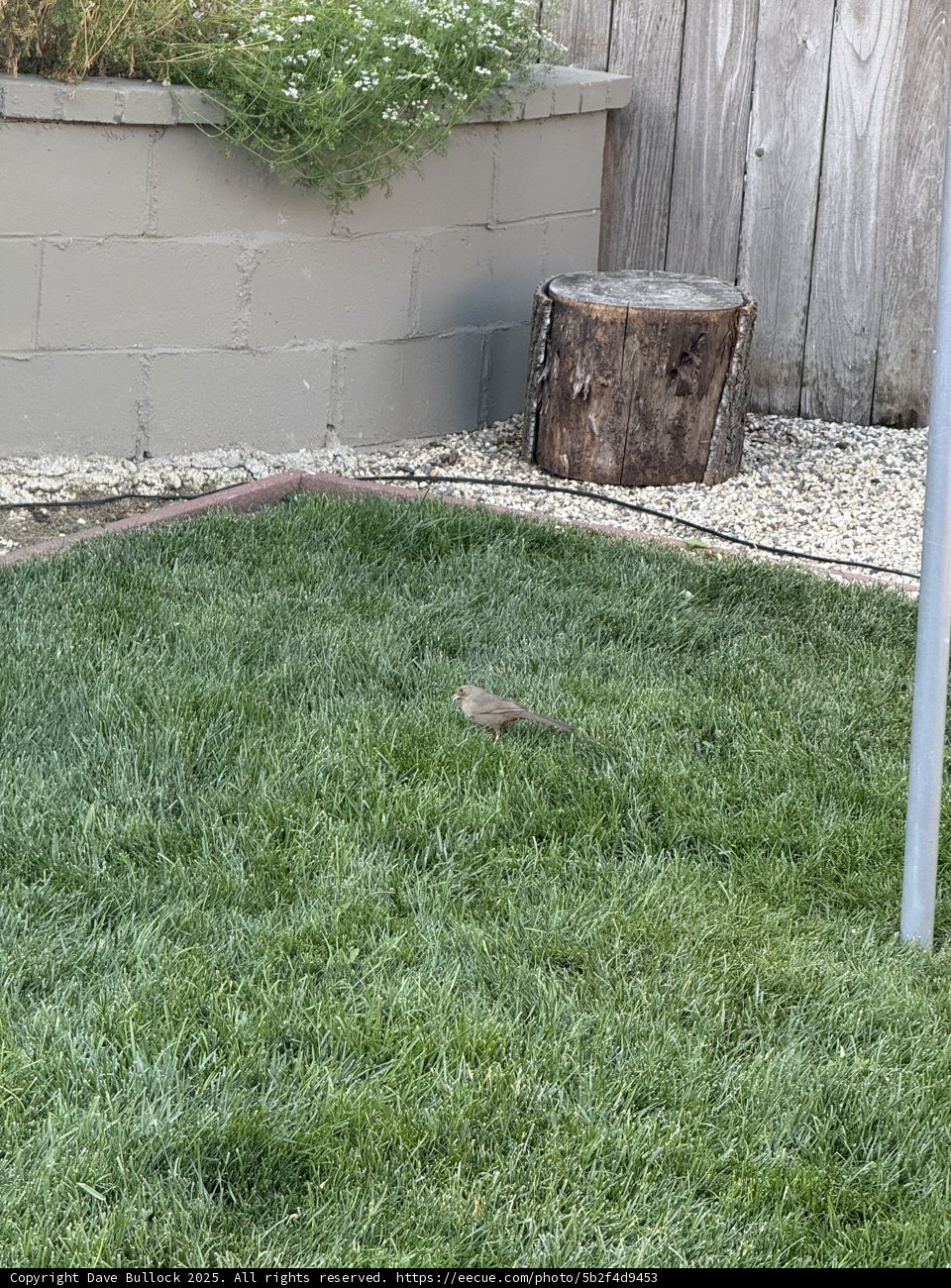 Feathered Visitor in the Backyard